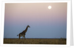 Giraffe and Moonrise, Chobe National Park, Botswana by Anonymous