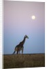Giraffe and Moonrise, Chobe National Park, Botswana by Anonymous