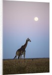 Giraffe and Moonrise, Chobe National Park, Botswana by Anonymous