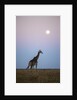 Giraffe and Moonrise, Chobe National Park, Botswana by Anonymous