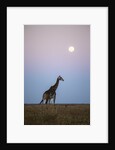 Giraffe and Moonrise, Chobe National Park, Botswana by Anonymous