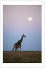 Giraffe and Moonrise, Chobe National Park, Botswana by Anonymous