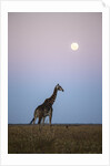 Giraffe and Moonrise, Chobe National Park, Botswana by Anonymous