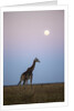 Giraffe and Moonrise, Chobe National Park, Botswana by Anonymous