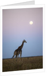 Giraffe and Moonrise, Chobe National Park, Botswana by Anonymous