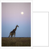 Giraffe and Moonrise, Chobe National Park, Botswana by Anonymous