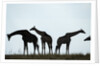 Giraffe Herd, Chobe National Park, Botswana by Anonymous