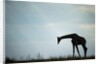 Giraffe along Chobe River, Chobe National Park, Botswana by Anonymous