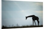 Giraffe along Chobe River, Chobe National Park, Botswana by Anonymous