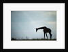 Giraffe along Chobe River, Chobe National Park, Botswana by Anonymous