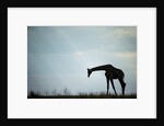 Giraffe along Chobe River, Chobe National Park, Botswana by Anonymous