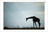 Giraffe along Chobe River, Chobe National Park, Botswana by Anonymous