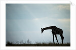 Giraffe along Chobe River, Chobe National Park, Botswana by Anonymous