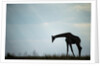 Giraffe along Chobe River, Chobe National Park, Botswana by Anonymous