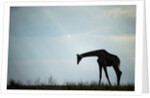 Giraffe along Chobe River, Chobe National Park, Botswana by Anonymous