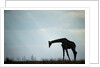 Giraffe along Chobe River, Chobe National Park, Botswana by Anonymous