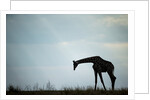 Giraffe along Chobe River, Chobe National Park, Botswana by Anonymous