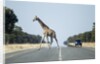 Giraffe Crossing Highway, Kasane, Botswana by Anonymous