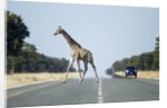 Giraffe Crossing Highway, Kasane, Botswana by Anonymous