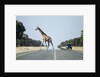 Giraffe Crossing Highway, Kasane, Botswana by Anonymous