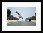 Giraffe Crossing Highway, Kasane, Botswana by Anonymous