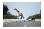 Giraffe Crossing Highway, Kasane, Botswana by Anonymous