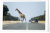 Giraffe Crossing Highway, Kasane, Botswana by Anonymous