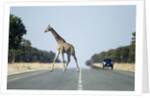 Giraffe Crossing Highway, Kasane, Botswana by Anonymous