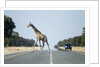 Giraffe Crossing Highway, Kasane, Botswana by Anonymous
