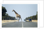Giraffe Crossing Highway, Kasane, Botswana by Anonymous