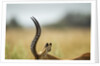 Impala Horns, Moremi Game Reserve, Botswana by Anonymous