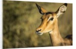 Impala, Moremi Game Reserve, Botswana by Anonymous