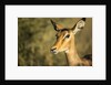 Impala, Moremi Game Reserve, Botswana by Anonymous