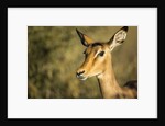Impala, Moremi Game Reserve, Botswana by Anonymous