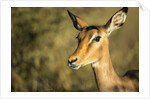 Impala, Moremi Game Reserve, Botswana by Anonymous
