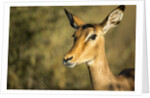 Impala, Moremi Game Reserve, Botswana by Anonymous