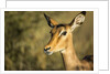 Impala, Moremi Game Reserve, Botswana by Anonymous