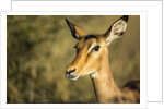 Impala, Moremi Game Reserve, Botswana by Anonymous