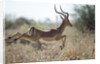 Leaping Impala, Moremi Game Reserve, Botswana by Anonymous