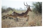 Leaping Impala, Moremi Game Reserve, Botswana by Anonymous