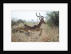 Leaping Impala, Moremi Game Reserve, Botswana by Anonymous