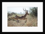 Leaping Impala, Moremi Game Reserve, Botswana by Anonymous