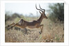 Leaping Impala, Moremi Game Reserve, Botswana by Anonymous