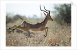 Leaping Impala, Moremi Game Reserve, Botswana by Anonymous