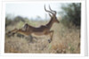 Leaping Impala, Moremi Game Reserve, Botswana by Anonymous