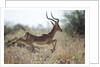 Leaping Impala, Moremi Game Reserve, Botswana by Anonymous