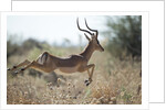 Leaping Impala, Moremi Game Reserve, Botswana by Anonymous