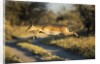 Leaping Impala, Moremi Game Reserve, Botswana by Anonymous