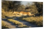 Leaping Impala, Moremi Game Reserve, Botswana by Anonymous