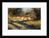 Leaping Impala, Moremi Game Reserve, Botswana by Anonymous